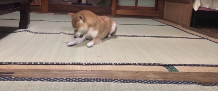 自分の身体を舐める柴犬