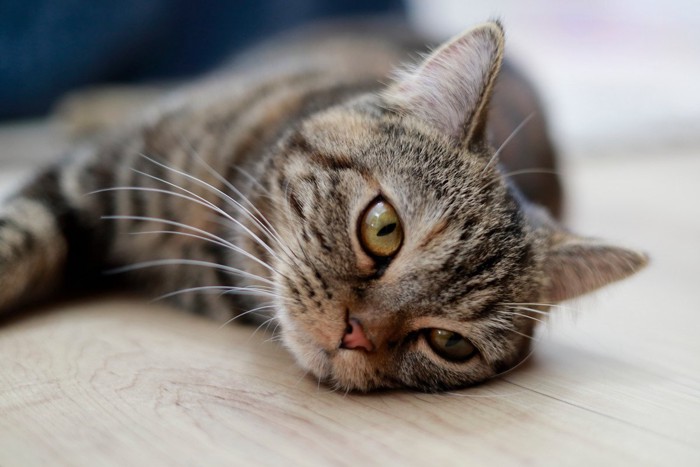 横になってくつろぐキジトラ猫