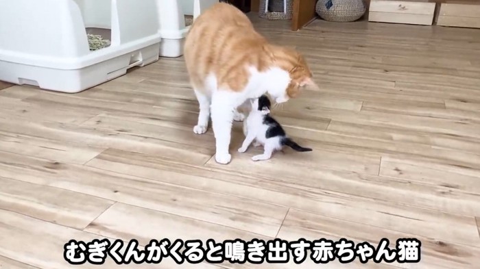 部屋を歩く子猫と先住猫
