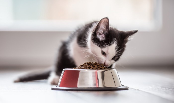 ご飯を食べる子猫