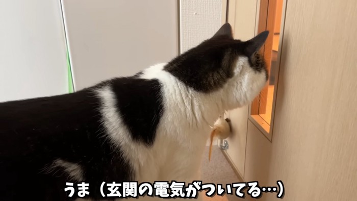 窓をのぞく猫