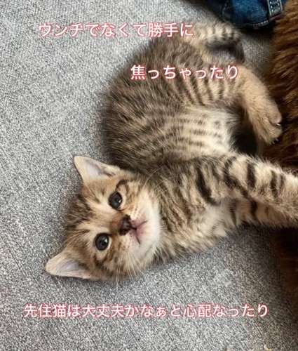 ソファでゴロゴロする子猫