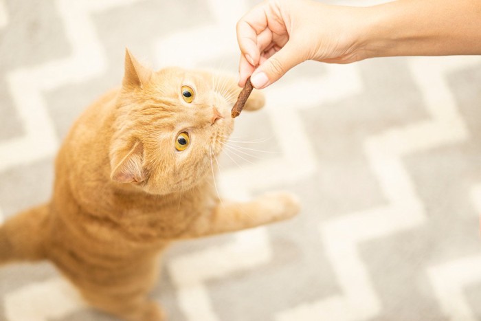 なかなかおやつがもらえない猫