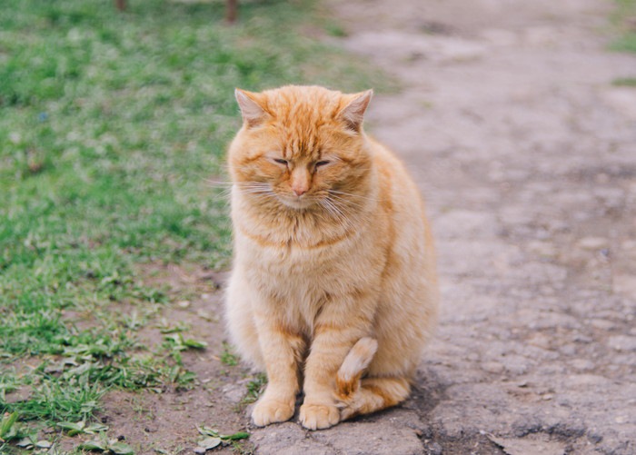 降参している猫