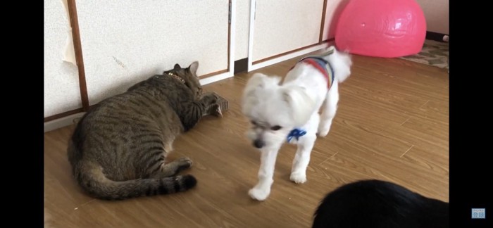 犬にはわからない