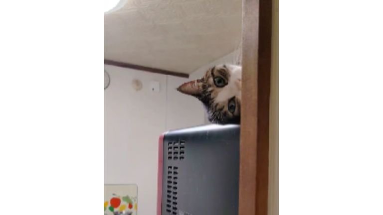 電子レンジの上の猫