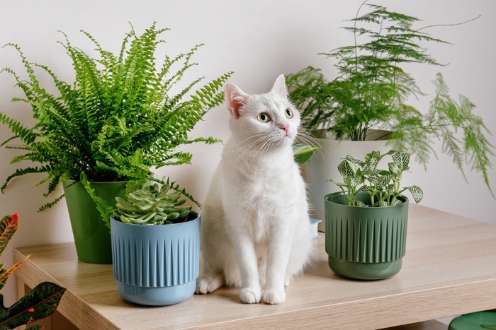 観葉植物と猫