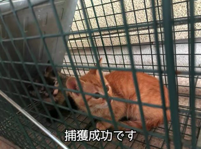 捕獲成功