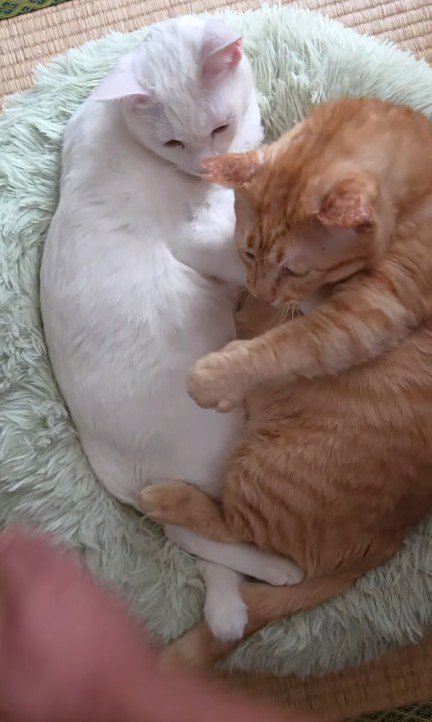 くっついている2匹の猫
