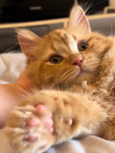 前足を伸ばす茶色の子猫