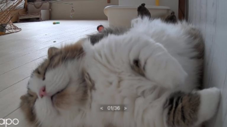猫と見守りカメラ