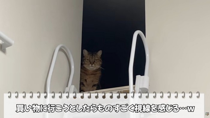物陰から見つめてくる猫
