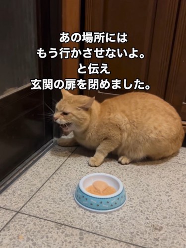 鳴いている猫