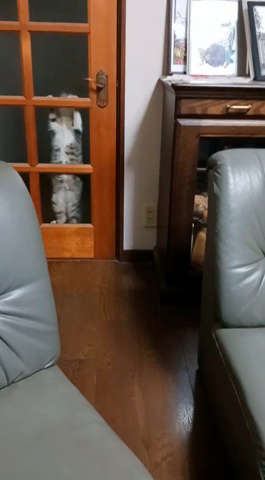 ドアの仕切りを上る猫