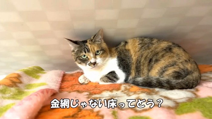 毛布の上にいる猫