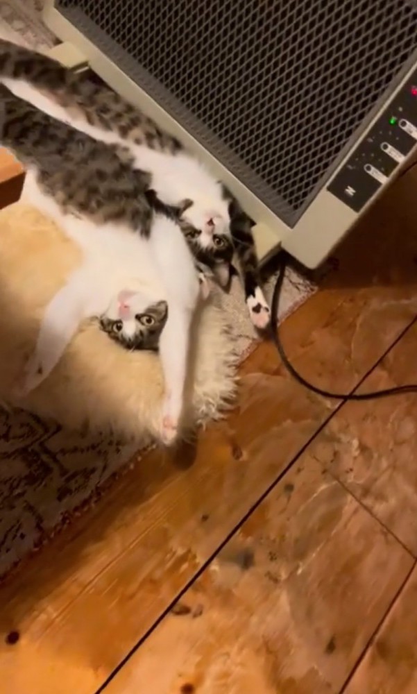ストーブ前を陣取る猫