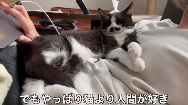 女性のお腹の上の猫