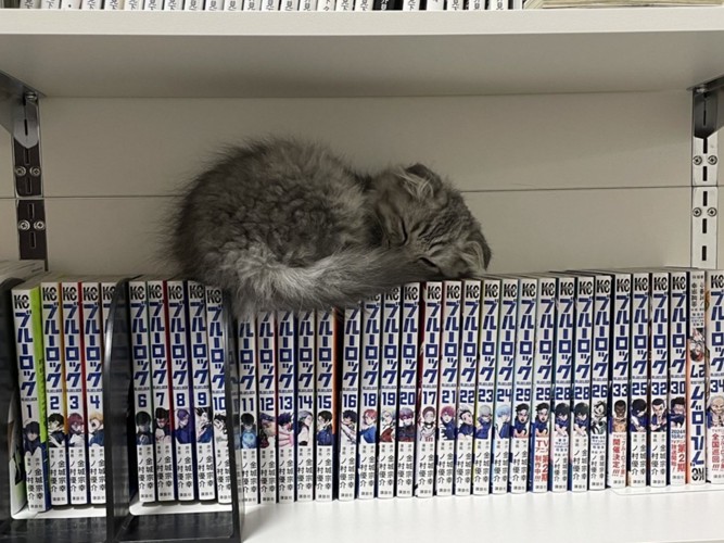 本棚に乗る子猫