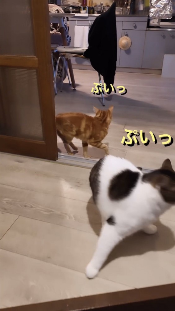 後ろを向く2匹の猫