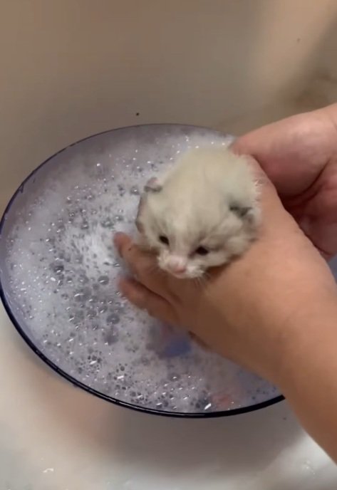 お風呂に入れられている子猫