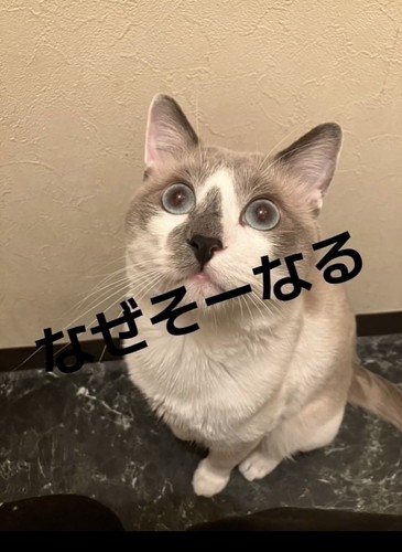 床に座って上目遣いの白グレー猫