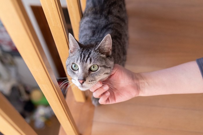 顎をなでられる猫