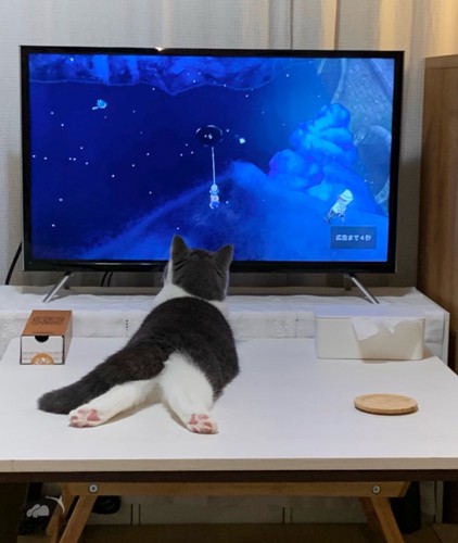 テレビを見る子猫