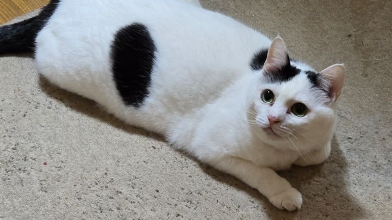 室内にいる猫