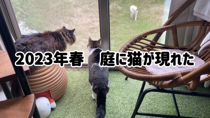 庭を見る猫たち