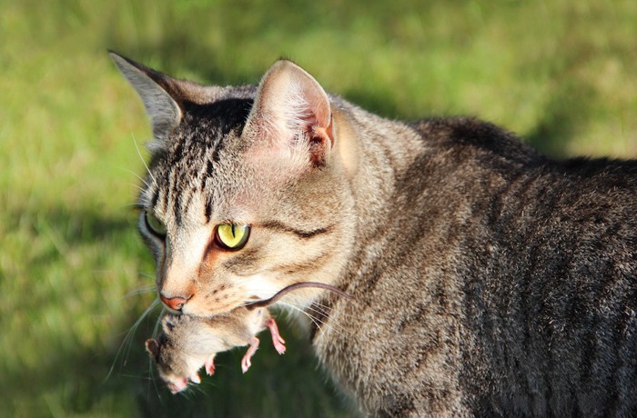 ねずみを捕獲した猫