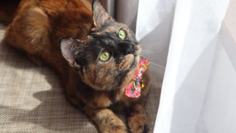 室内にいる猫