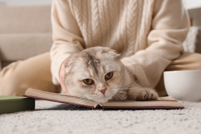 飼い主になでられながら本の上に伏せる猫
