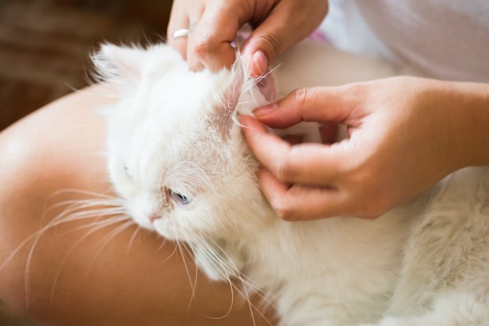 耳の中を飼い主にチェックされている猫