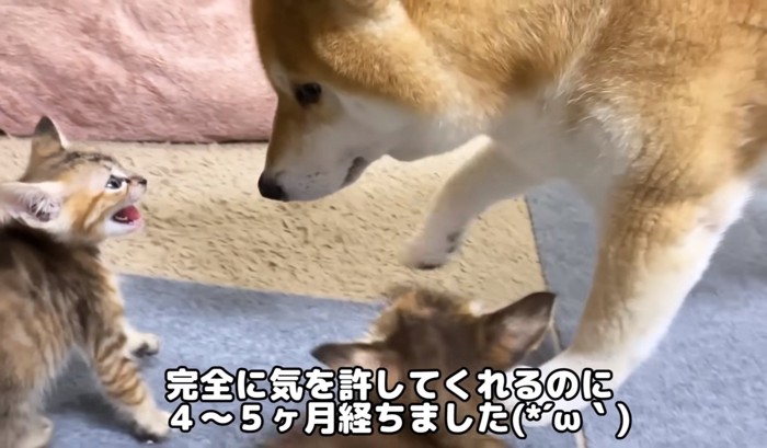 威嚇する子猫とそれを見る柴犬