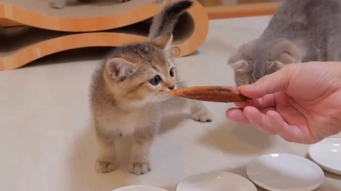 カツオの匂いを嗅ぐ子猫