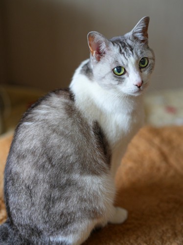 振り向く猫