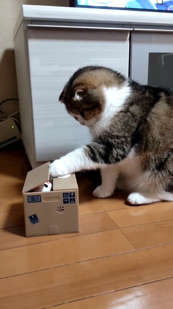 猫のオモチャが入っている箱に手を入れる猫
