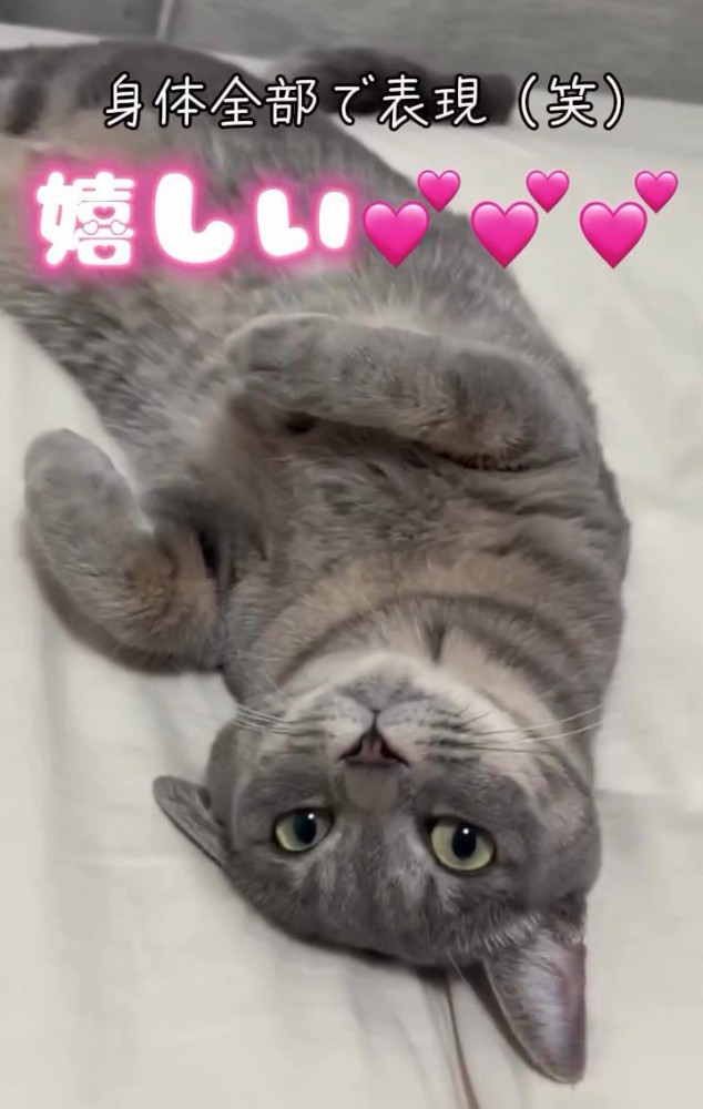 仰向けの猫