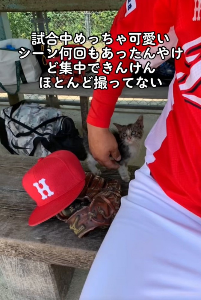 ベンチで戯れる子猫と球児