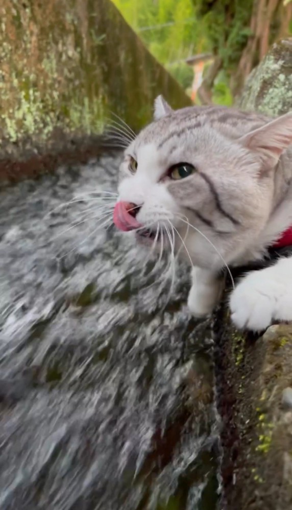 顔を上げて舌を出す猫