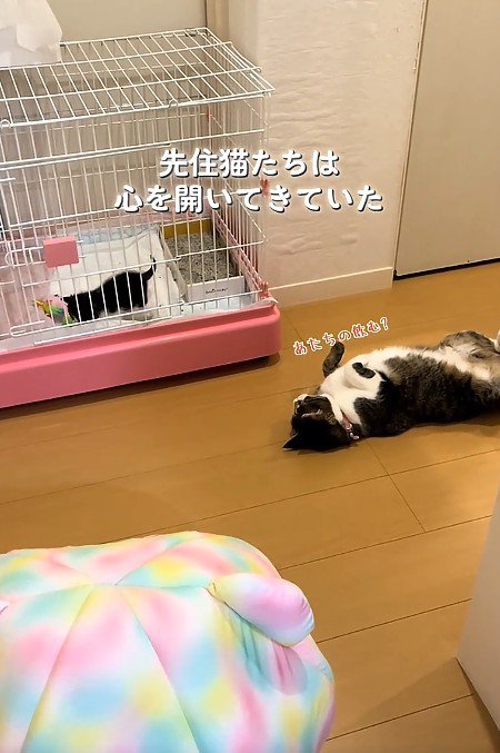 子猫を見守る猫