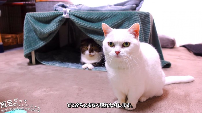 コタツの前に座る猫