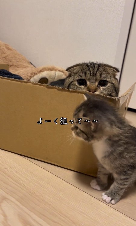 ダンボールの陰からこちらを覗く猫