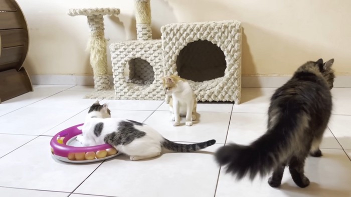 3匹の猫