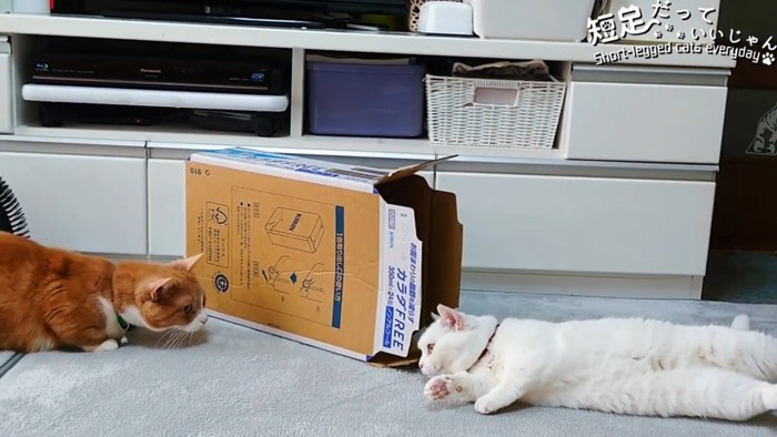 寝転がる猫と姿勢を低くする猫