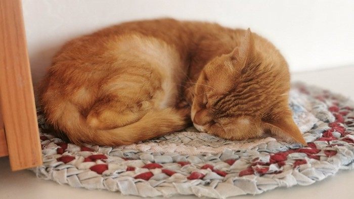 丸まって寝る猫