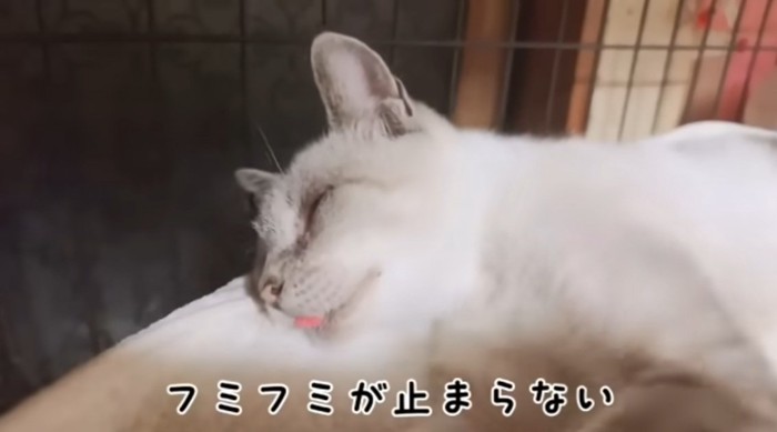 猫用ベッドでうっとりした顔のシャムトラ猫