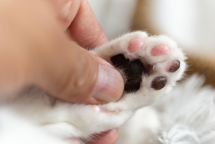 猫の肉球を触る人の手