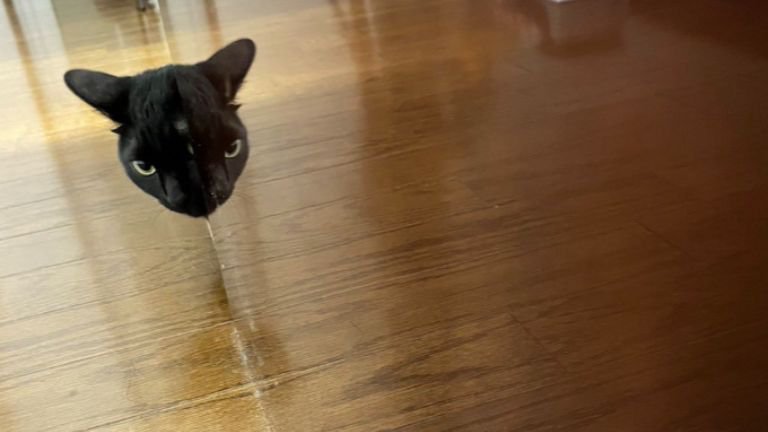 鏡に映る猫