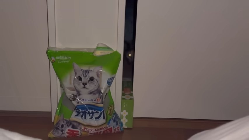 ドアの隙間 覗く猫